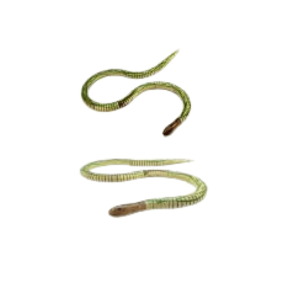 Stretchable Snake